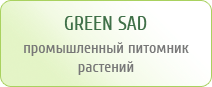 GREEN SAD