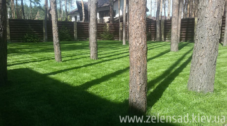 Автополив, посевной газон