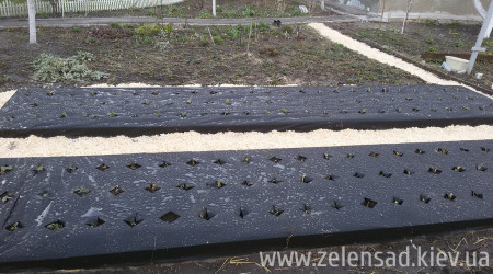 Капельный полив клубники